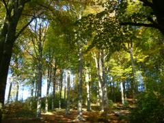 Beeches at Blaise Castle